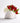 TULIP BLOSSOM FL2505