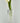 CRYSTAL GLASS BUD VASE CLEAR BASE XY209CLVS